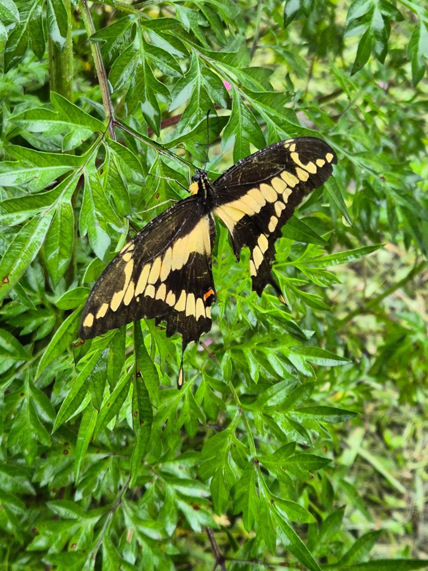 Glamping Monteverde Esterno foto