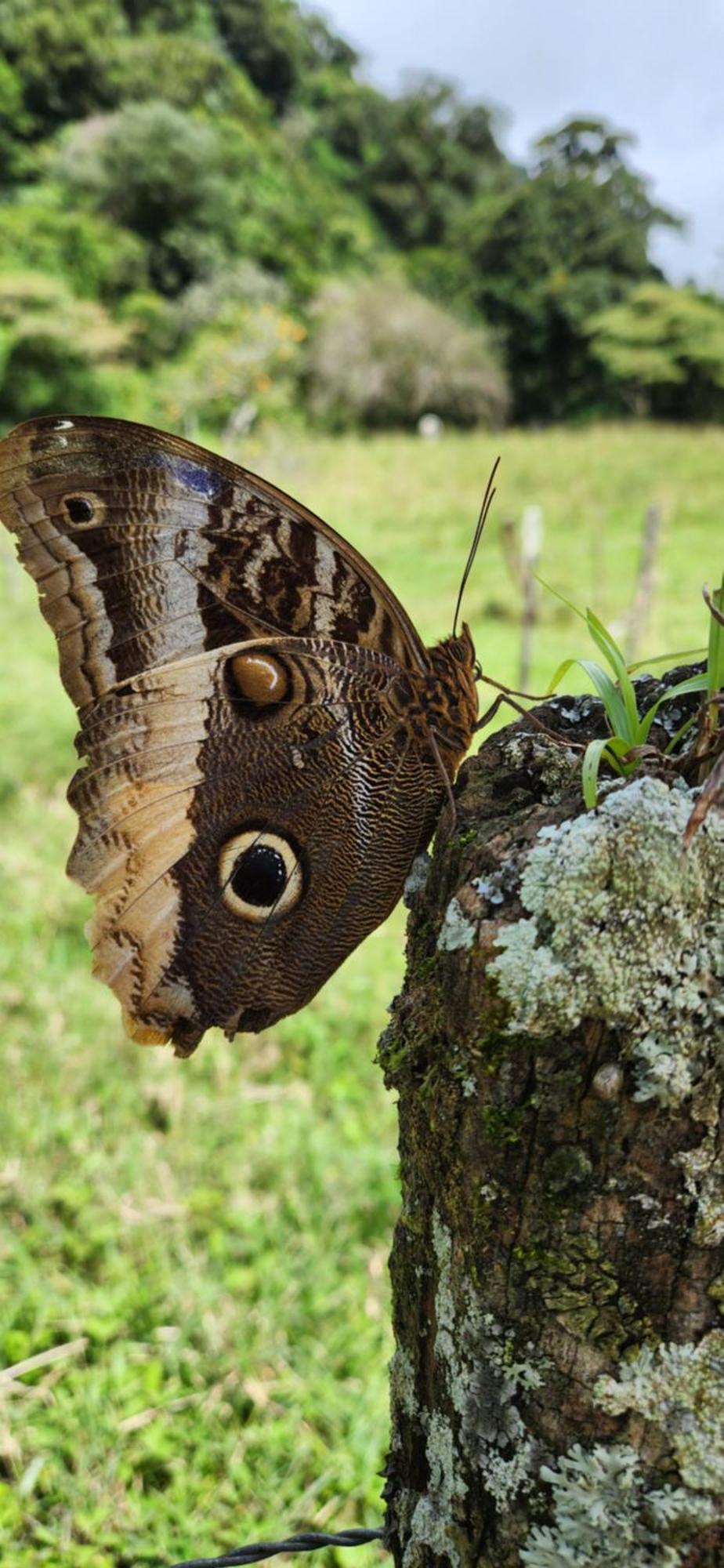 Glamping Monteverde Esterno foto